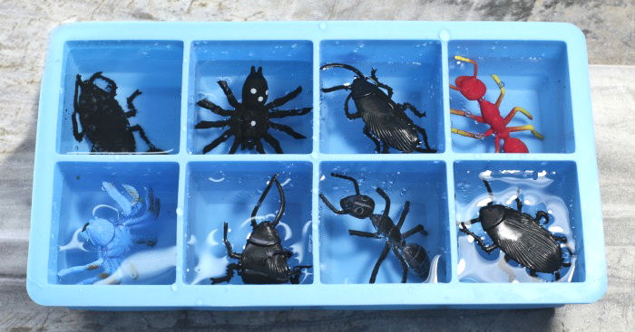 Bugs in ice cube trays