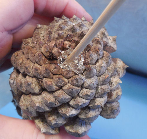 A dowel hot glued to a pine cone.