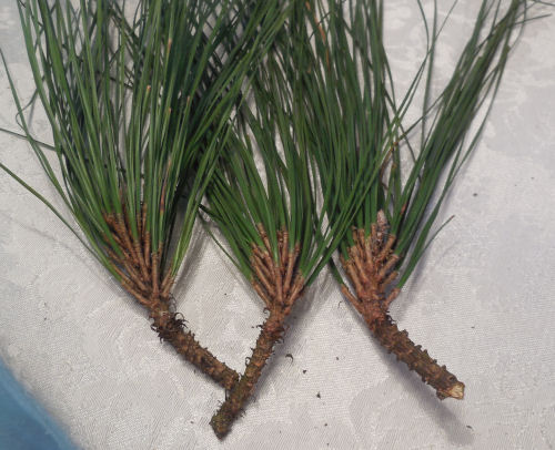 Two pine branches on a counter.