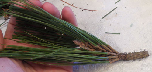 A hand holding trimmed pine needle branches.