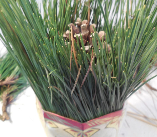 Long pine needles surrounding a pine cone in a tin.