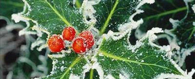 Holly leaves and berries frosted with snow.
