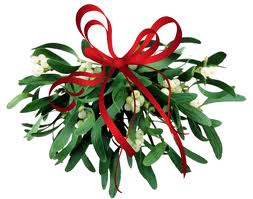 A bunch of mistletoe also known as the kissing plant with a red ribbon at the top.