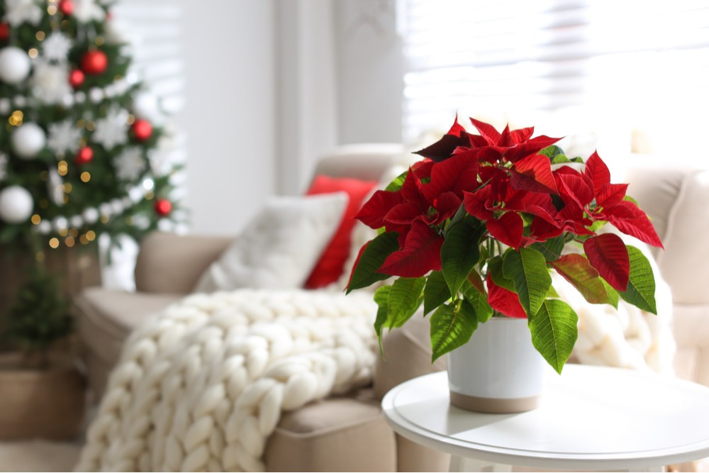 A poinsettia plant in a white vase on a table to the right of a sofa with a white blanket, and a decorated Christmas tree, to bring awareness to the poinsettia meaning surrounding the holiday season.