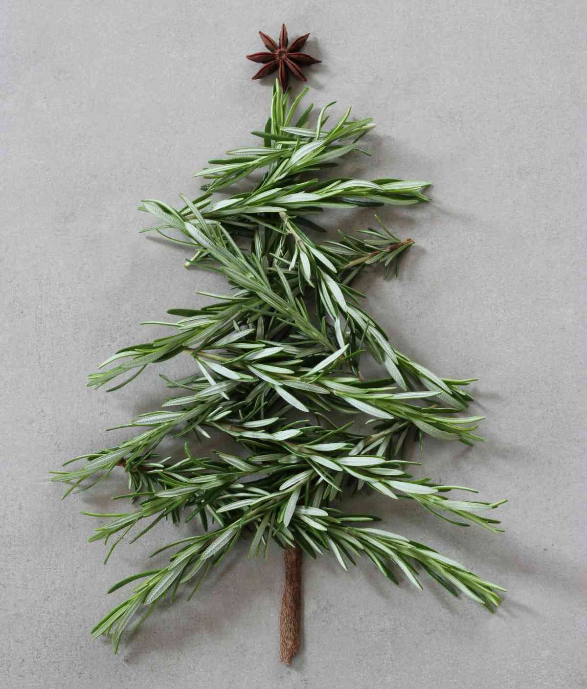 A rosemary Christmas tree, made from springs of rosemary with a rosemary stem as the trunk of the tree and a piece of star anise as the star of the tree.