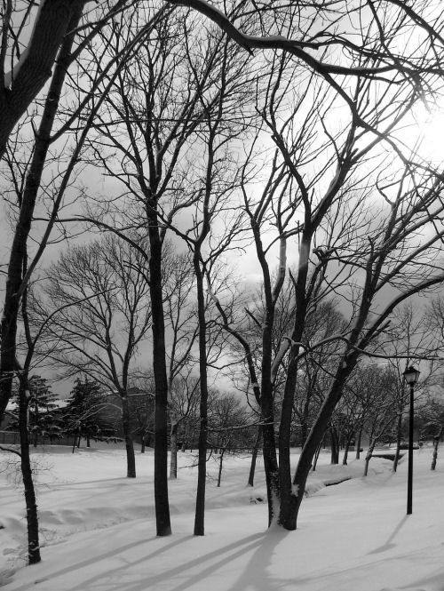 Snowy winter scene at dawn. Winter scene at dawn in a black and white photos with bare trees in a snowy field.