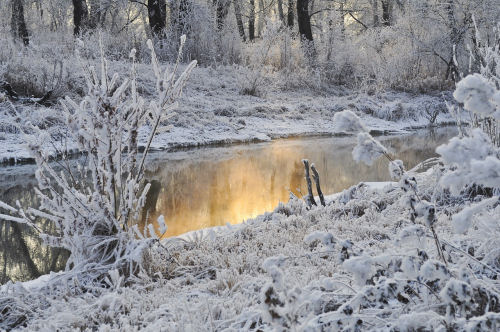 Frozen pond with snow covered nature around it. The sun shining into a frozen pond surrounded by nature covered in a blanket of snow.