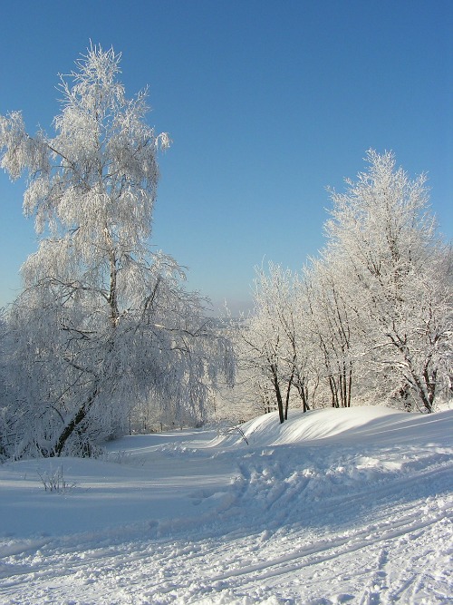 Winter landscape against a blue sky. Winter landscape against a blue sky.