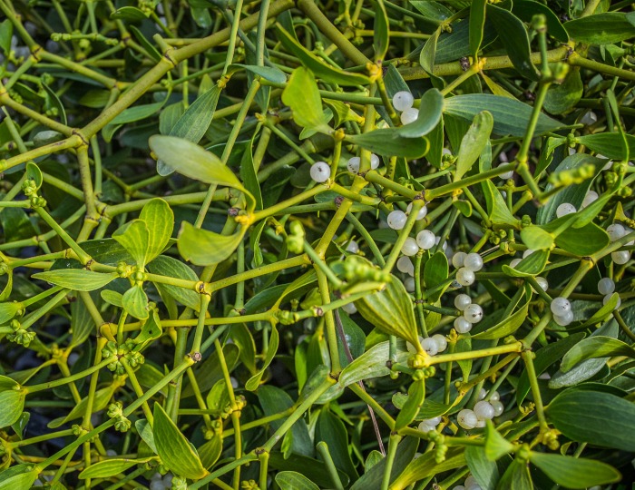 mistletoe berries mistletoe berries