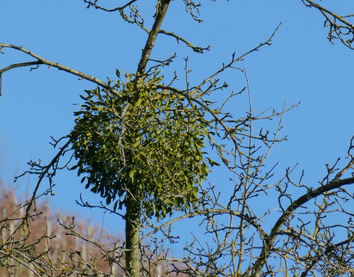 mistletoe on a tree Mistletoe attached to a tree
