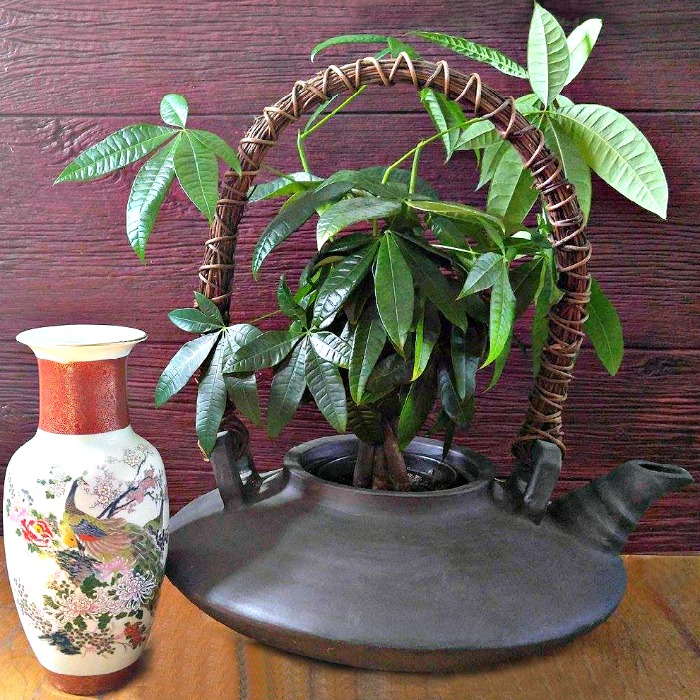braided money tree plant A braided money tree plant brings luck and prosperity to your home.