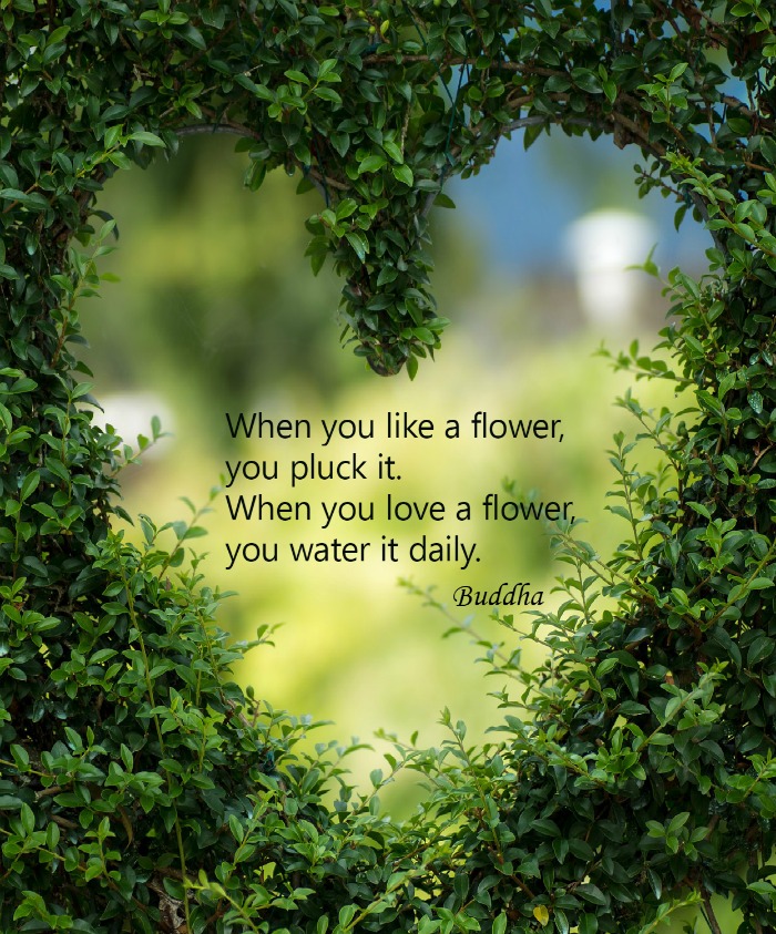 heart in hedge with love quote Buddha Inspirational Quote