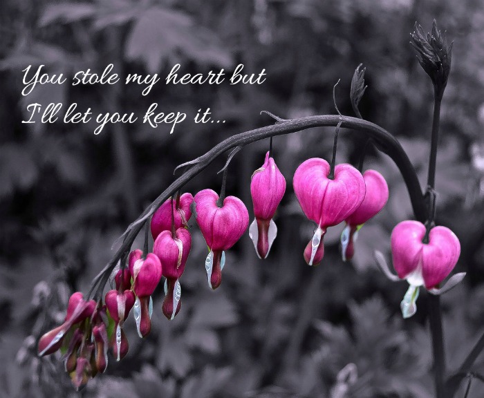 Love quote on a bleeding heart picture Inspirational love quote - You stole my heart, but I'll let you keep it.