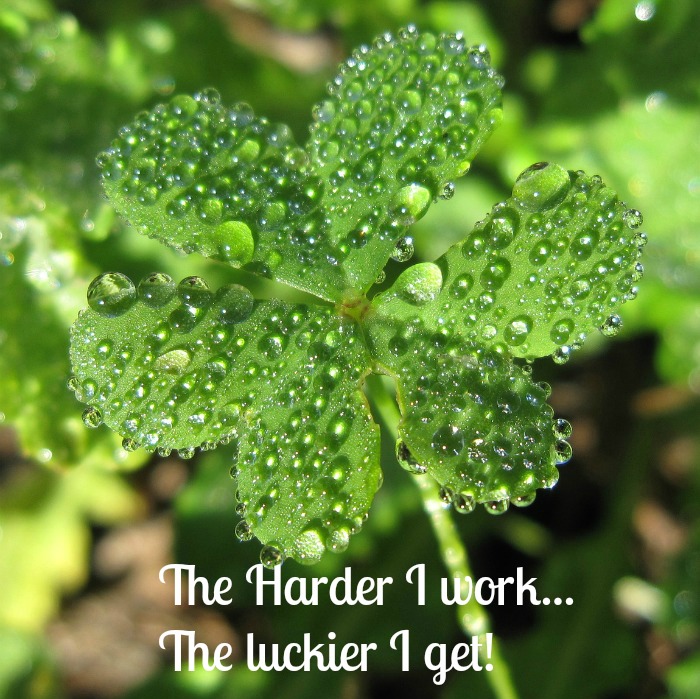 Four leaf clover with luck quote. A four leaf clover with rain drops on it and with quotes about luck on top of it.