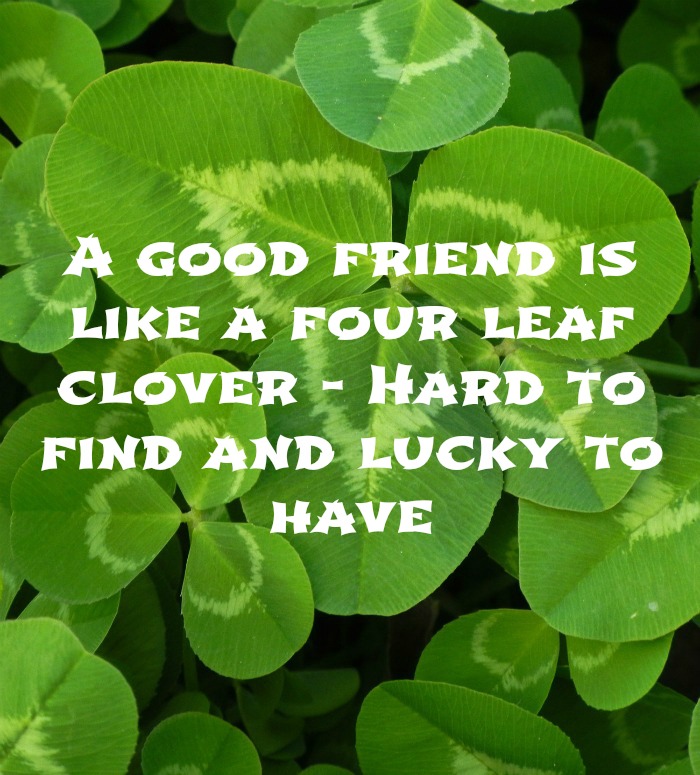 Friendship quote over shamrock patch. St Patrick's Day friendship quote text overlay on top of a bunch of shamrocks.