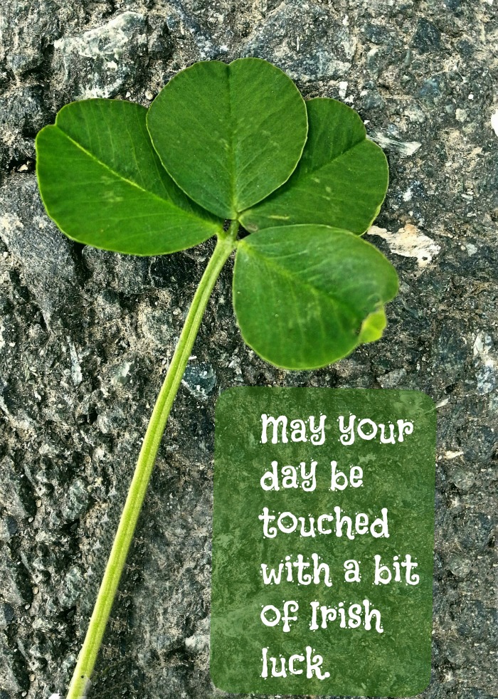 Four leaf clover and luck quote. A four leaf clover on a rock with a Irish luck quote text overlay.