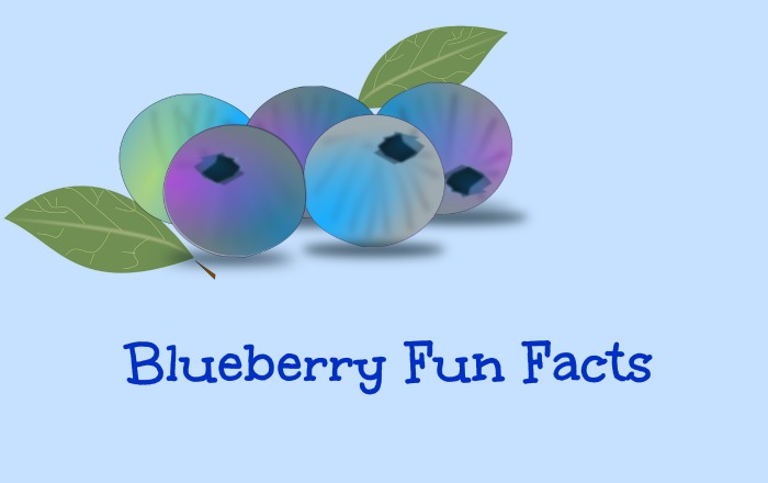 Blueberry Fun Facts
