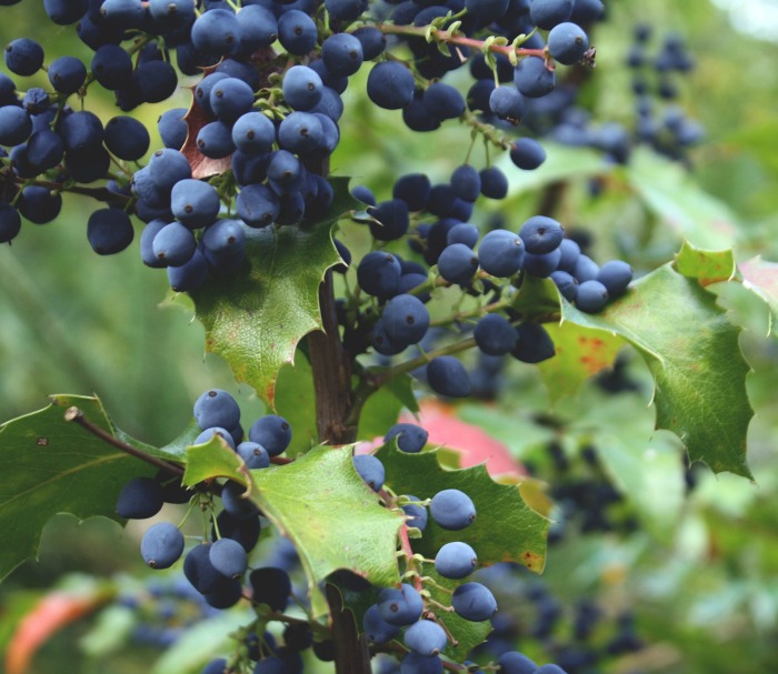 Blueberry plant