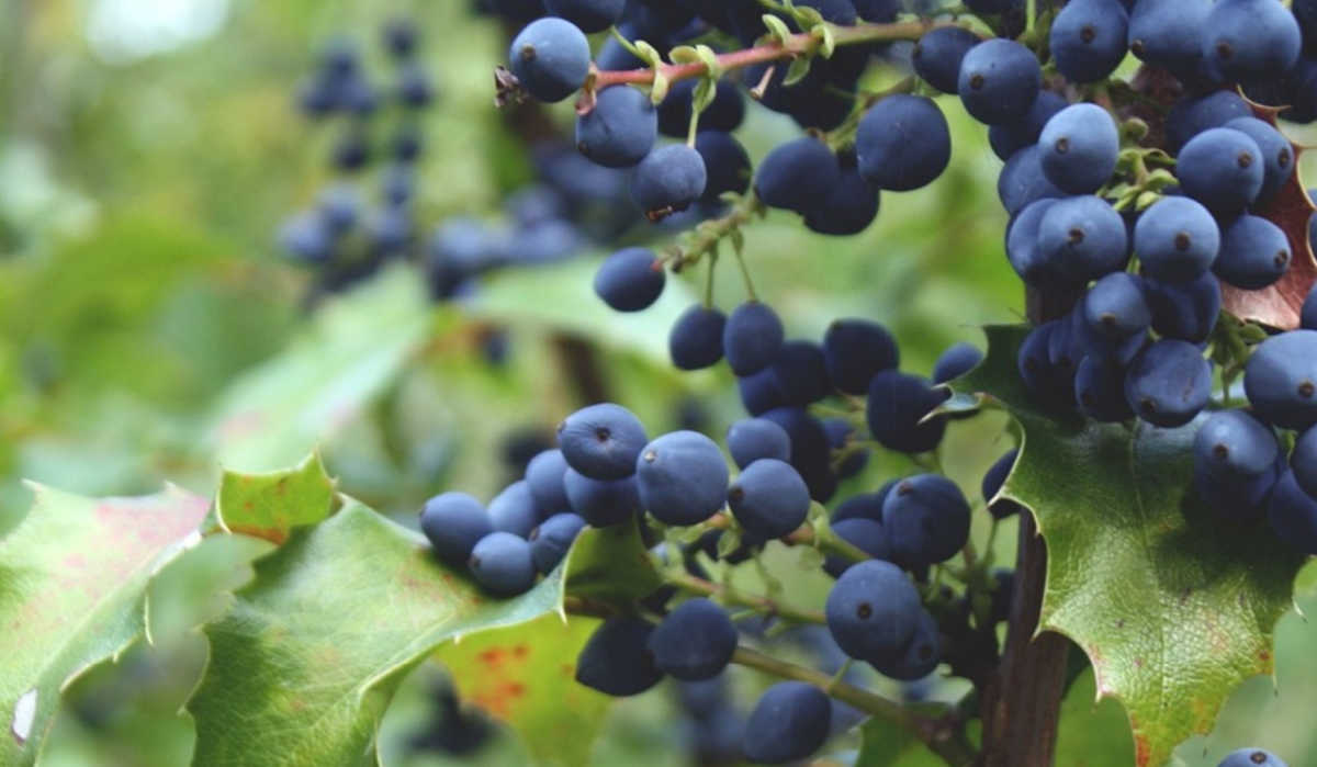 Fresh blueberries fresh blueberries on a plant.