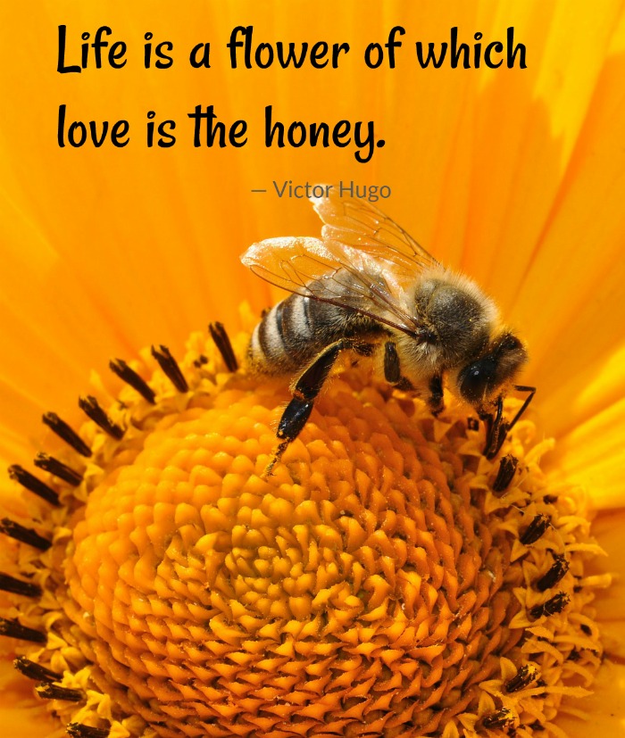 bee and flower with love quote Life is a flower of which love is the honey love quote