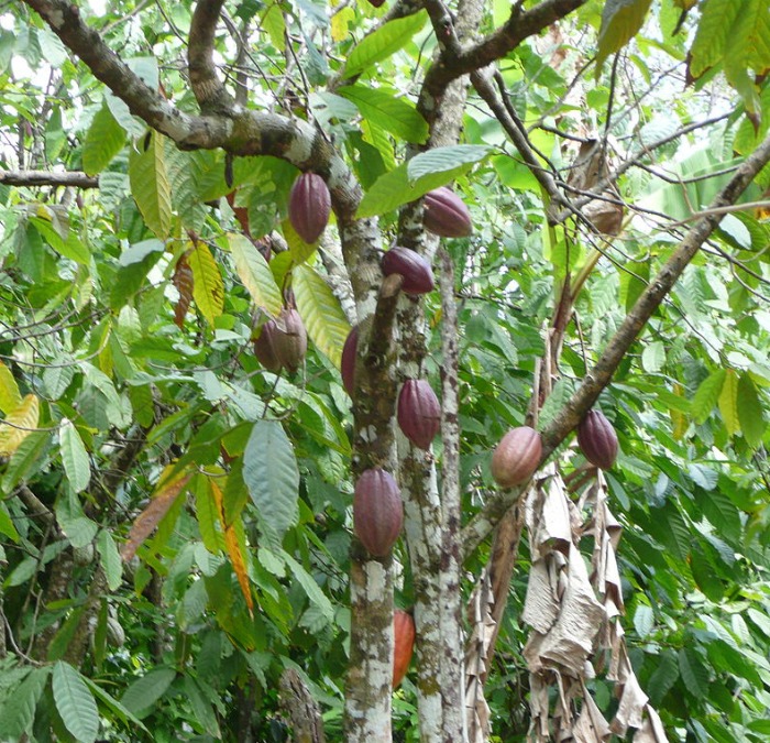 Theobroma Cacao tree pods Theobroma Cacao tree is the base of bittersweet chocolate