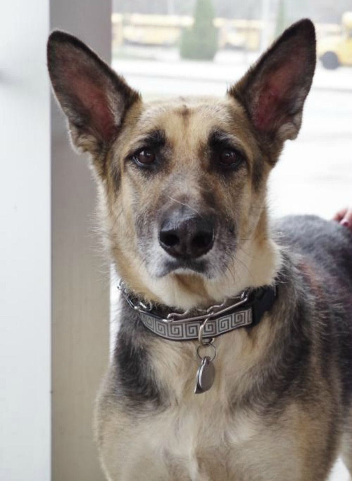 Germany shepherd dog. A German shepherd dog with large ears and a black and white collar staring into the camera.