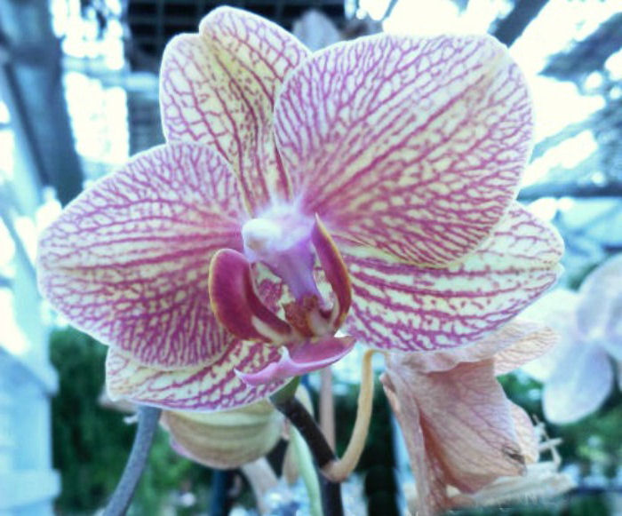 Moth orchids Moth ordhid