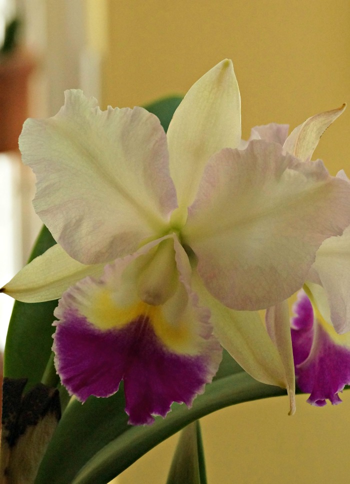 Radiant Faith orchid Radiant Faith orchid