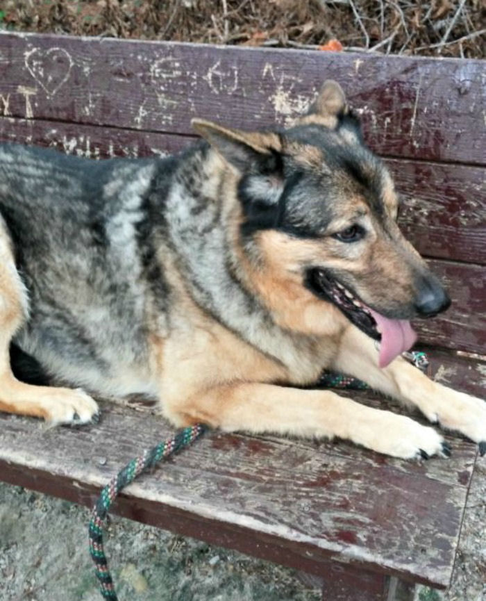 German shepherd on a park bench. A German shepherd dog on a park bench with her tongue out.