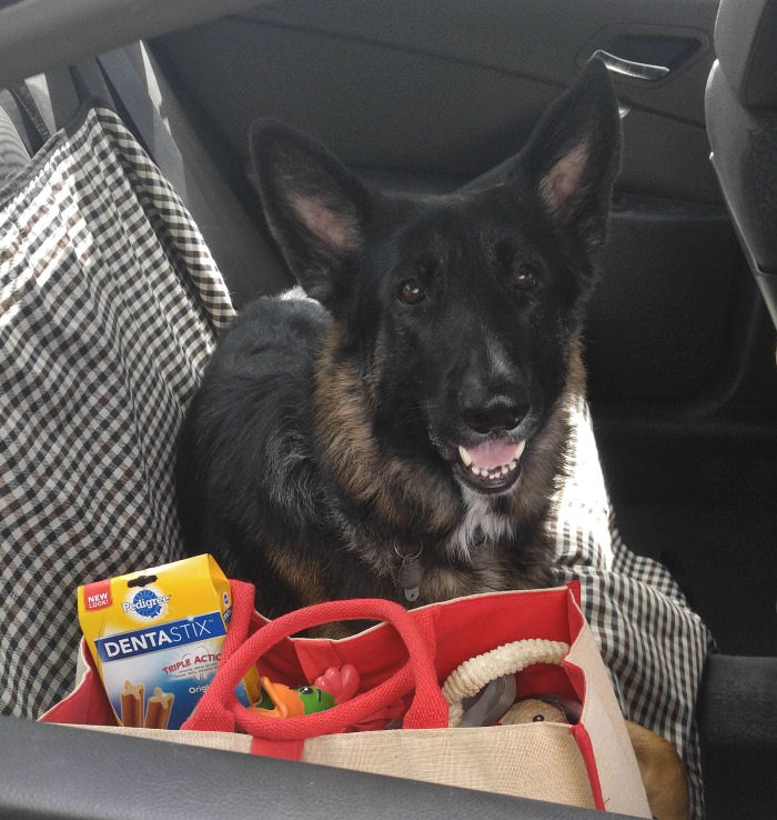 German Shepherd in a car on a road trip. A German shepherd in the back seat of a car on a blanket next to a box of treats and toys.