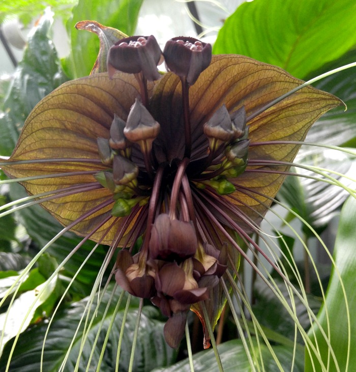 bat orchid Bat Orchid