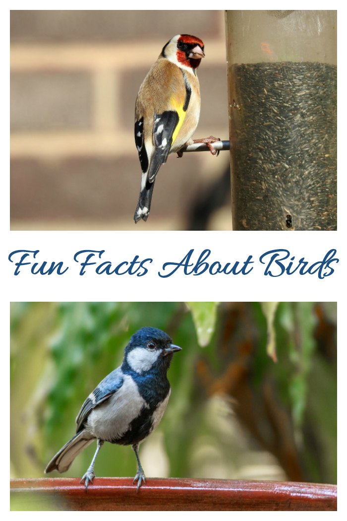 Get some fun facts about birds and ways to enjoy bird watching.