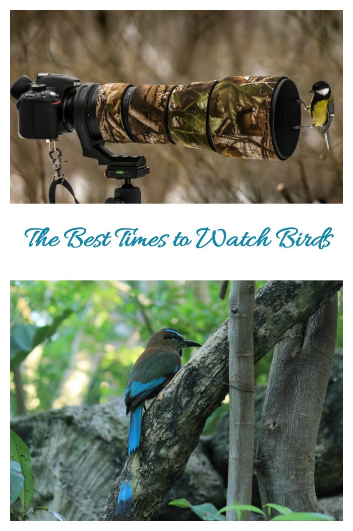 bird watching times Best times to watch birds. See birds when they are active.