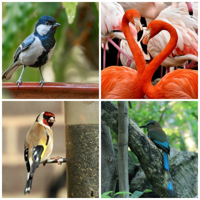 Go Birding Day