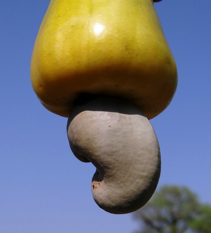 Close up shot of a cashew nut growing.