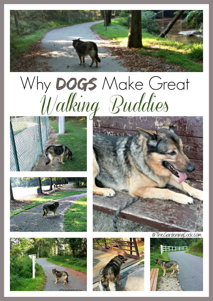 Dogs make good walking buddies collage. A collage of photos of a German shepherd dog on various points during her walk, with a text overlay that reads "why dogs make good walking buddies".