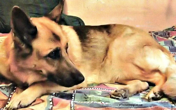German shepherd on a bed. A German shepherd dog laying on a bed.