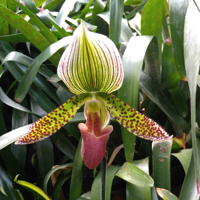 Lady slipper orchid