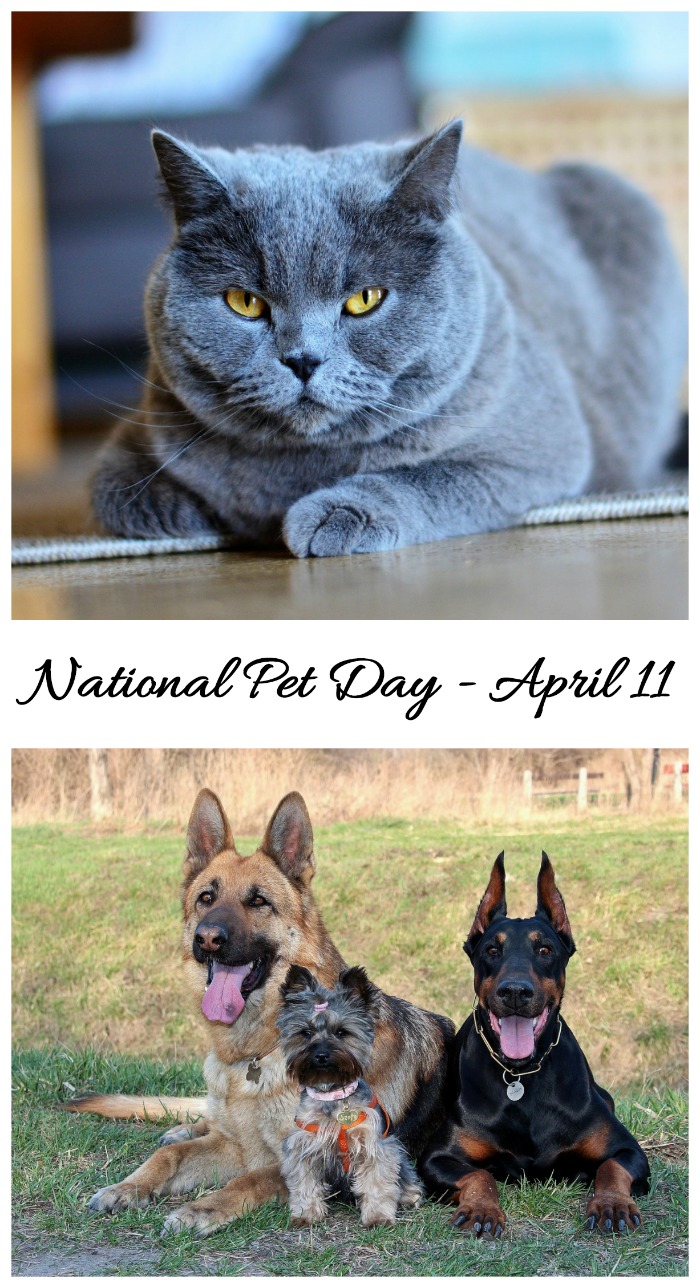 National Pet Day collage. A collage for National Pet Day with two images - the top image is of a large grey cat with amber eyes on a hardwood floor, and the bottom photos is of three dogs sitting together in a field.