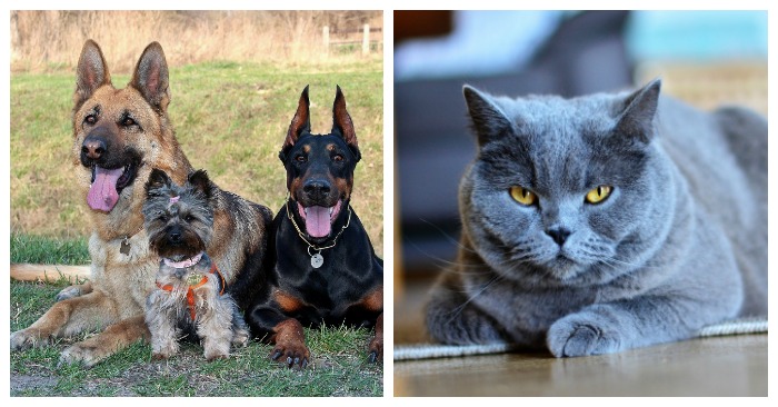 Dogs and cats for National Pet Day A collage of pets for National Pet Day, the photo on the left is of three dogs, while the photo on the right is of a grey cat.