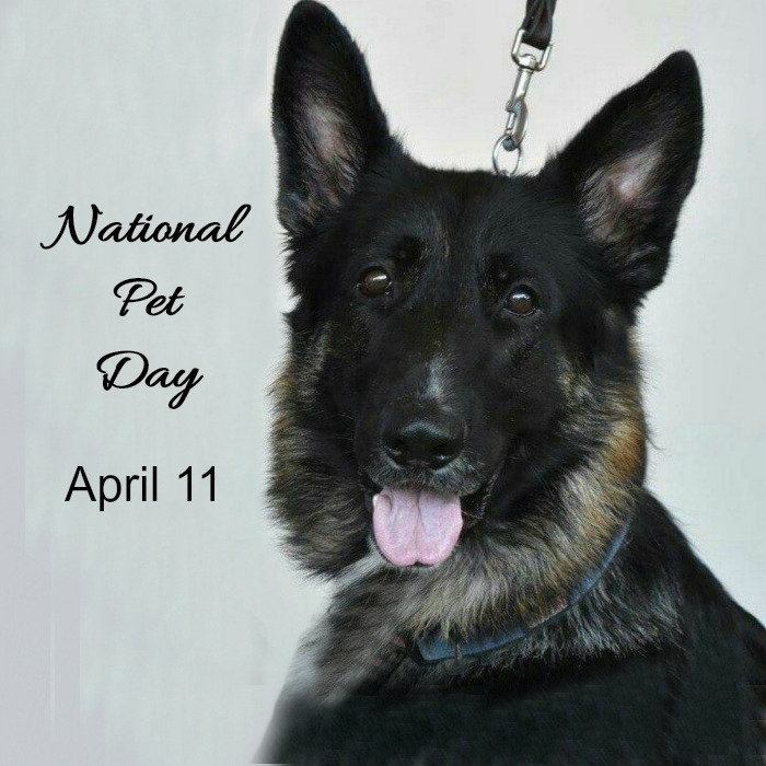 A German shepherd dog against a grey wall with a text overlay that reads "National Pet Day is April 11".