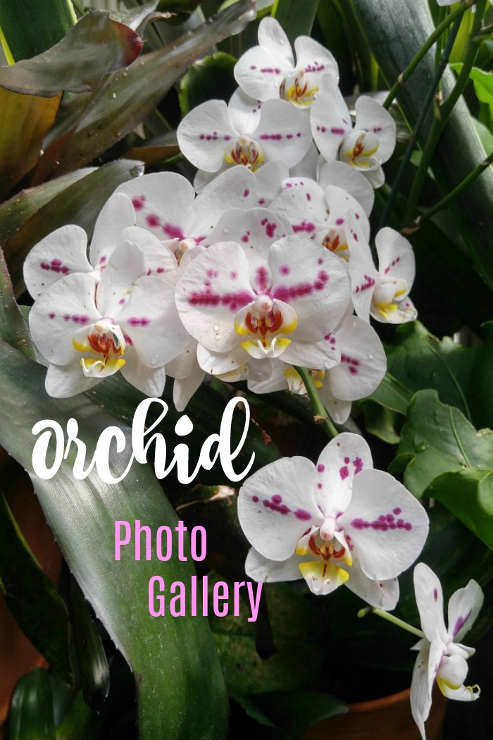 pink and white orchid with a text overlay Take a virtual tour of my orchid photo gallery with these pictures of orchids
