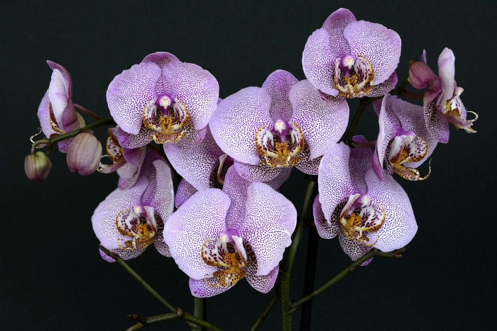 purple orchids Enjoy national orchid day with these facts, activities and photos