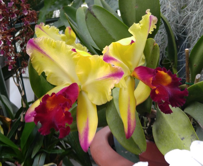 yellow and burgundy orchid Yellow and red orchid