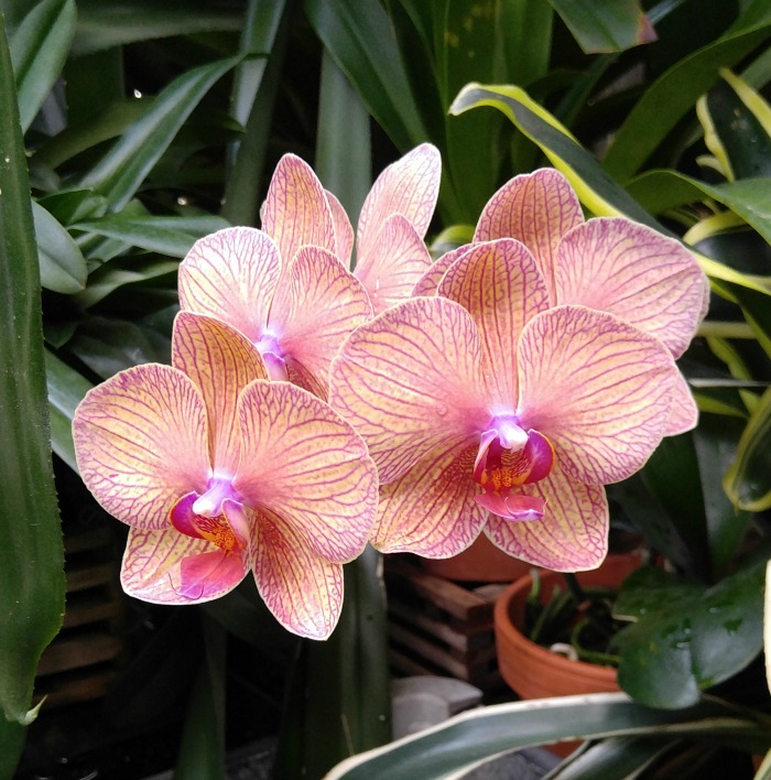 Thickly veined moth orchid Dusty pink orchid