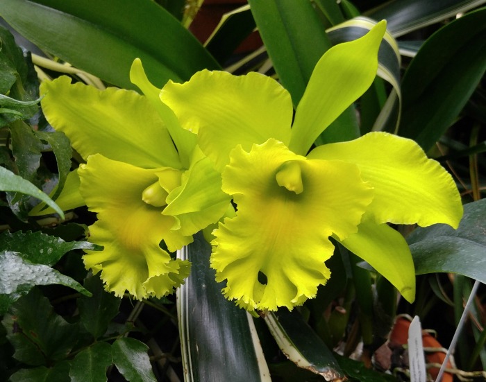 Yellow Cattlya orchid Yellow daffodil style orchid is know as a cattlya orchid