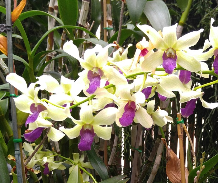 Purple and cream orchid display Orchid room Biltmore Estate