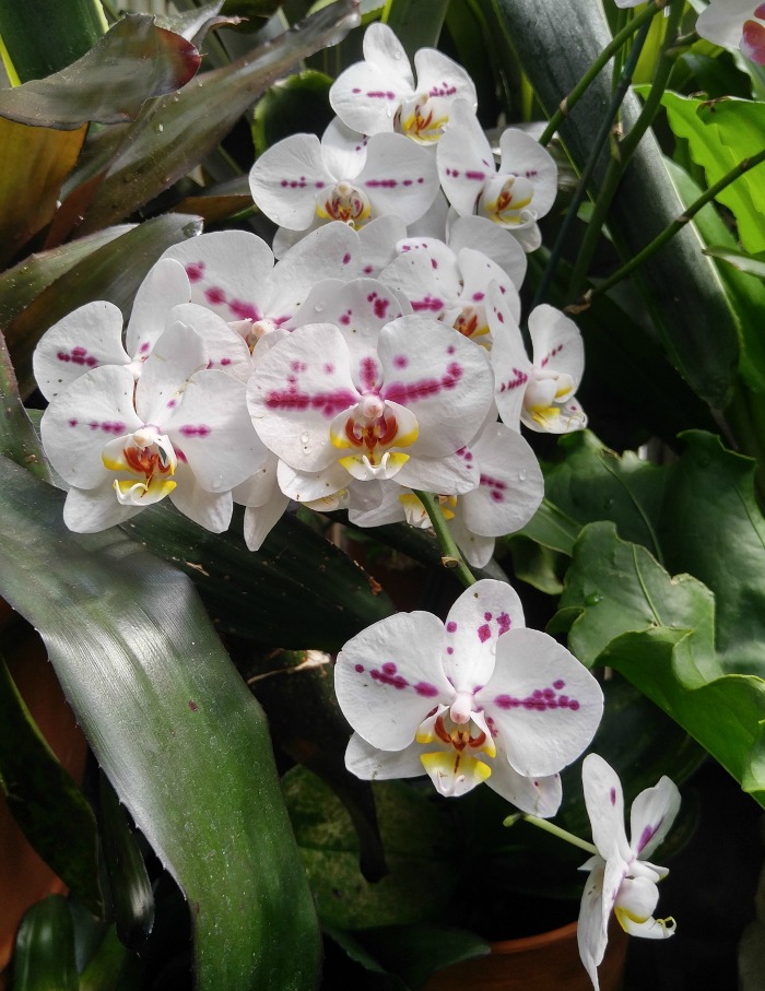 pink and white moth orchids Pink and white ordhids