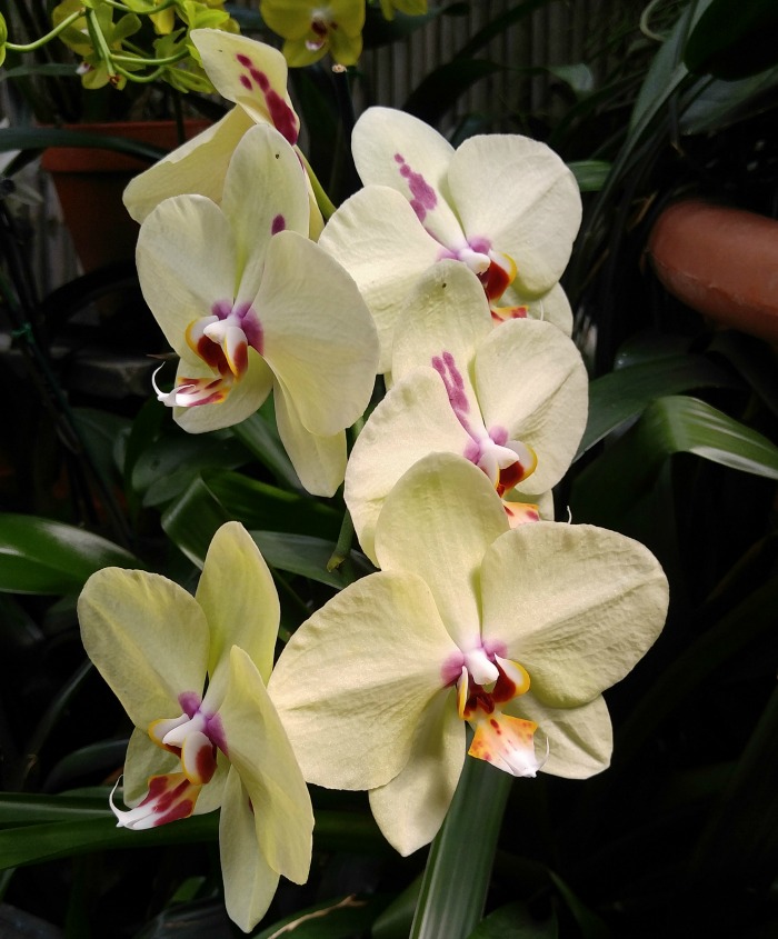 cream and purple moth orchids Pale cream and pink orchid