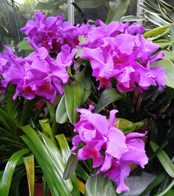 bright purple orchid display Bright pink orchids